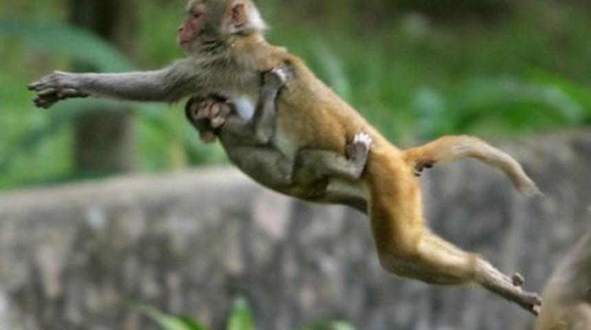 Hindistan: Hırsız maymun paraları insanlara dağıttı