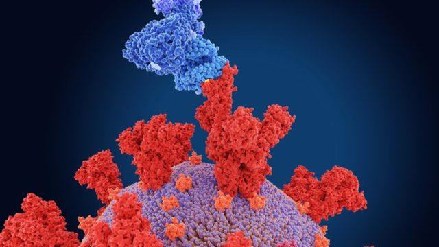 Covid-19 virüsü protein çıkıntılarını (kırmızı) insan hücrelerindeki reseptörlere (mavi) bağlanmak için kullanıyor