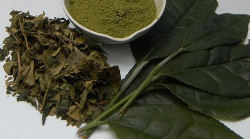 Yeşil çay hafızayı da güçlendiriyor