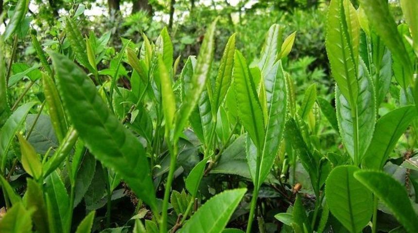 Yeşil &ccedil;ay ile yudum yudum gelen sağlık