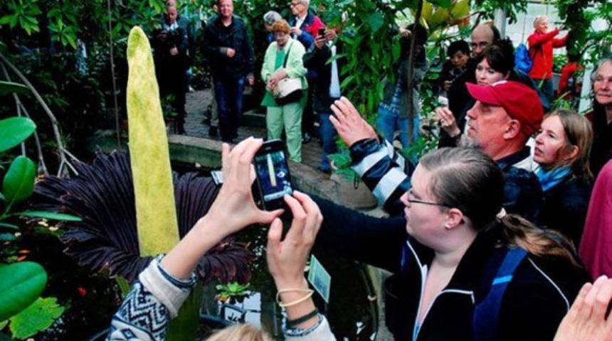 'Penis &ccedil;i&ccedil;ek'e 15 bin ziyaret&ccedil;i