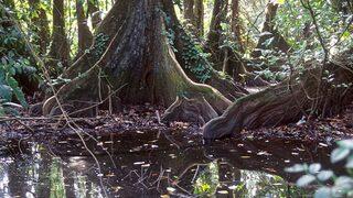 Amazon yağmur ormanlarında kaybolan iki kardeş dört hafta sonra bulundu