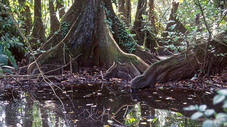 Amazon yağmur ormanlarında kaybolan iki kardeş dört hafta sonra bulundu