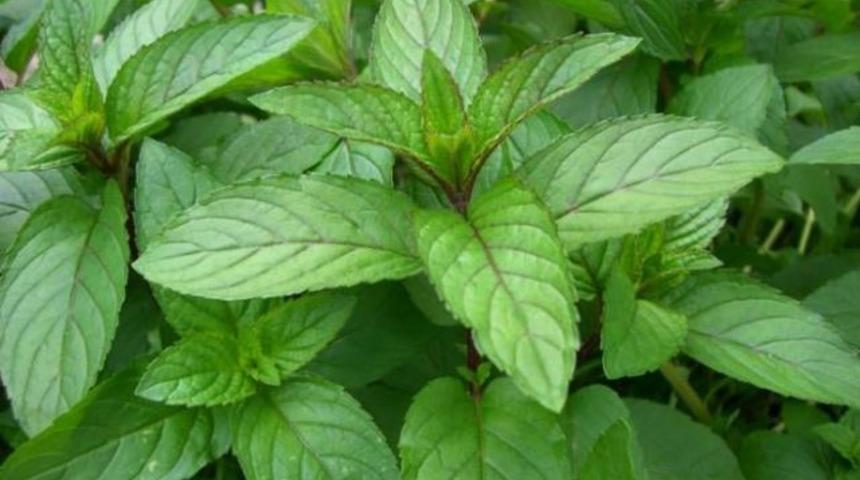 Alzheimer'ın ilacı nane ve biberiye