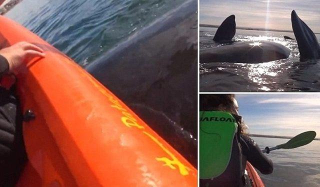 Kanocular balina sürüsüne rastlarsa... 1