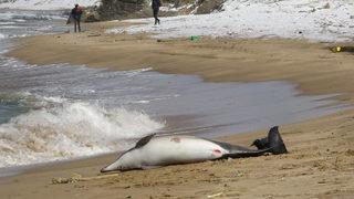 Yürüyüş yaparken karşılaştılar... Sinop'ta korkutan görüntü