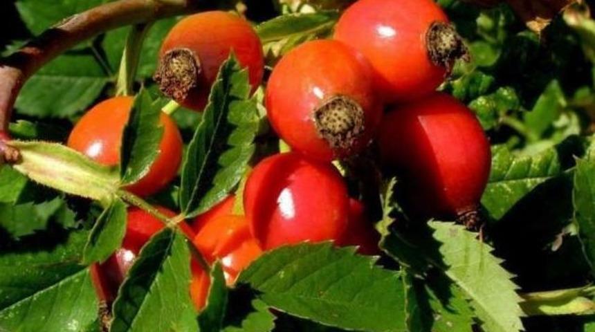 Bu bitki birçok derdin devası