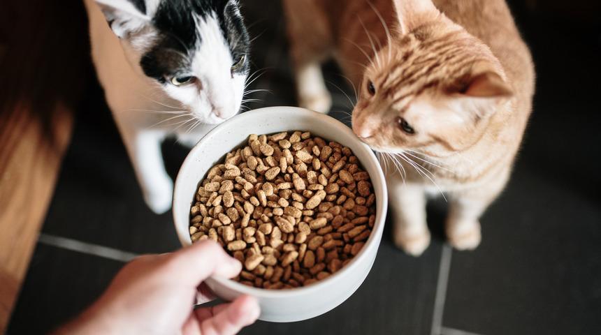 Kedinizin mamasını kendiniz hazırlayın! İşte ev yapımı yaş kedi maması tarifi