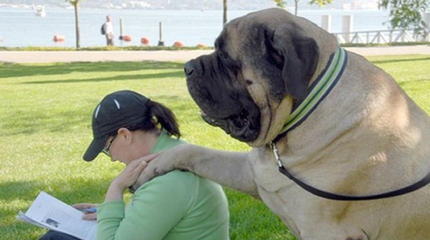 Köpeğinizin en yakın arkadaşınız olduğunu gösteren 15 an