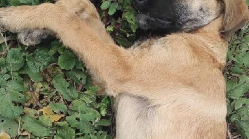 Kocaeli'de köpeklere zehirli tavuk verildi! 5 köpek ölü halde bulundu
