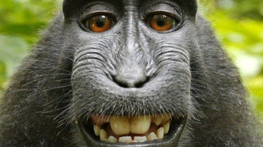 Maymun Selfie&rsquo;si ortalığı karıştırdı