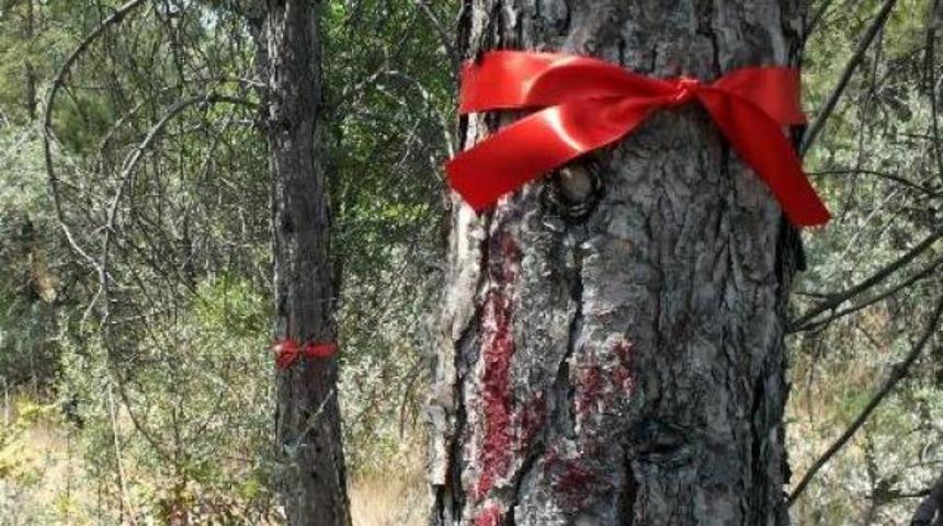 ODTÜ Ormanı’na kurdele koruması