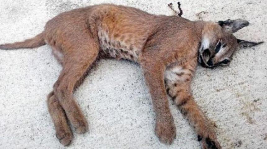 Nesli tükenmek üzere olan Karakulak ölü bulundu