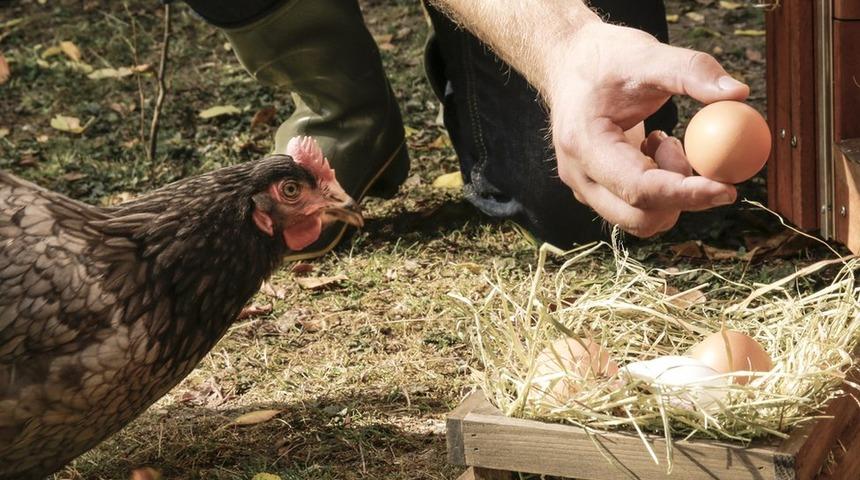 Kuş gribi nedeniyle İngiltere'de gezen tavuk yumurtası satılmayacak