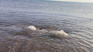 Yüzlerce denizanası kıyıya vurdu! Profesör vatandaşları “Yakınına yaklaşmayın ve dokunmayın” diyerek uyardı