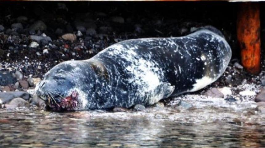 Bodrum'da yaralı fok n&ouml;beti