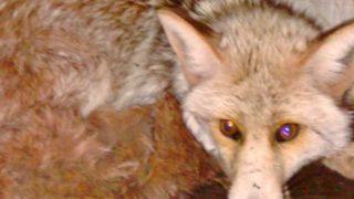 Kümesin kapısını açınca şaşkına döndü! Bu kez suçüstü yakaladı: Artık serbest