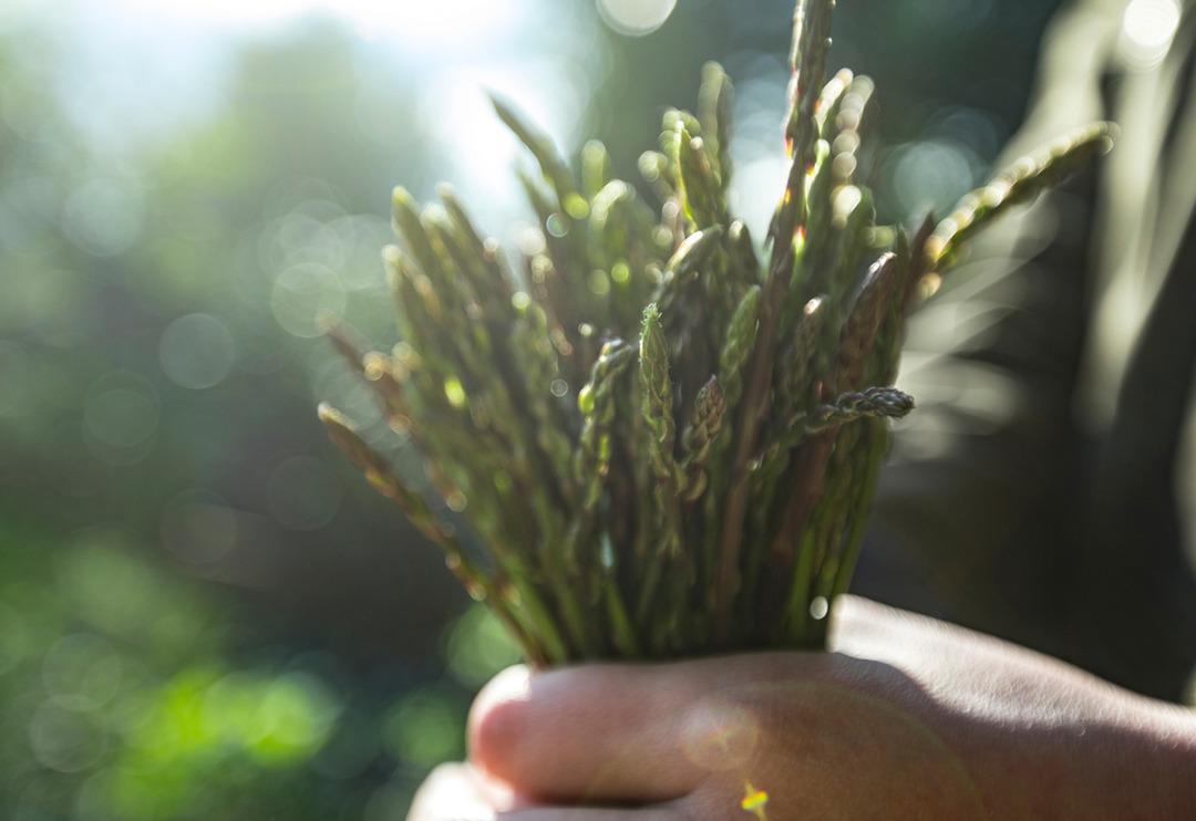 Kanser ve şeker hastalığına karşı &ccedil;ok etkili... &Ouml;dem atar, kabızlığı giderir! Kuşkonmazın faydaları nelerdir?
