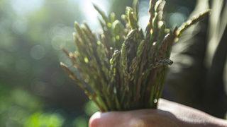 Kanser ve şeker hastalığına karşı çok etkili... Ödem atar, kabızlığı giderir! Kuşkonmazın faydaları nelerdir?