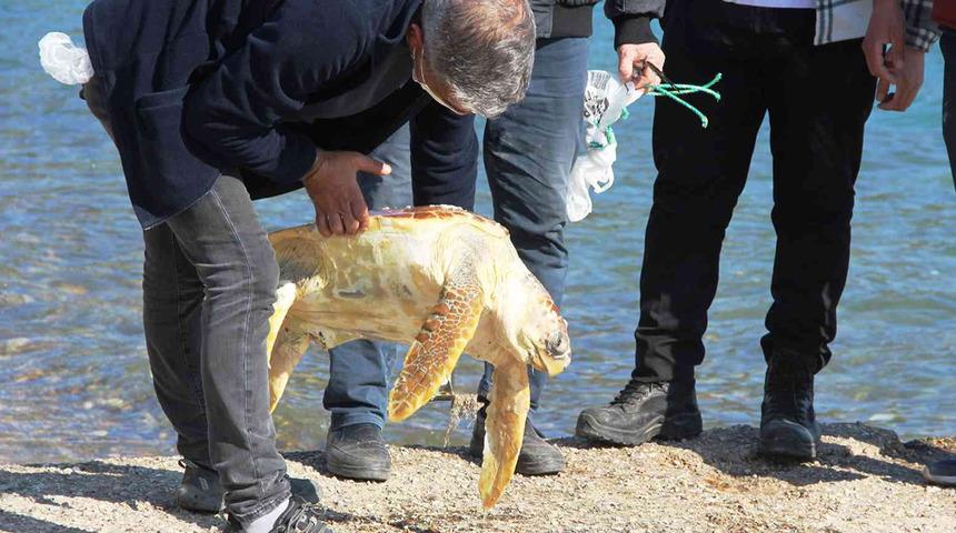 Caretta caretta şoku: Gerçek çok farklı çıktı! Gözlerine inanamadılar