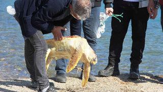Caretta caretta şoku: Gerçek çok farklı çıktı! Gözlerine inanamadılar