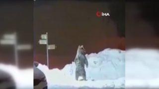 Kars Sarıkamış’ta böyle görüntülendi! Boz ayının insan maketiyle imtihanı güldürdü