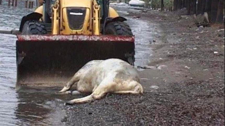 Marmaris'te sahile 'kutsal inek' vurdu