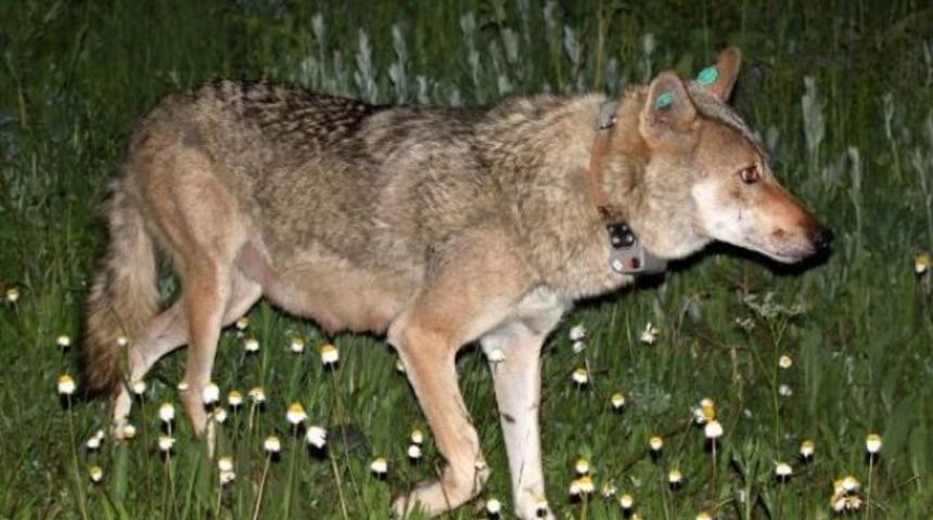 GPS takılan ilk dişi kurt &ouml;ld&uuml;r&uuml;ld&uuml;