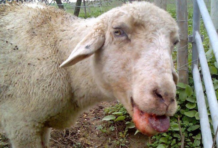 Mavi dil hastalığı nedir, bulaşıcı mı? Mavi dil hastalığı belirtileri nelerdir? Ölümcül mü? G1