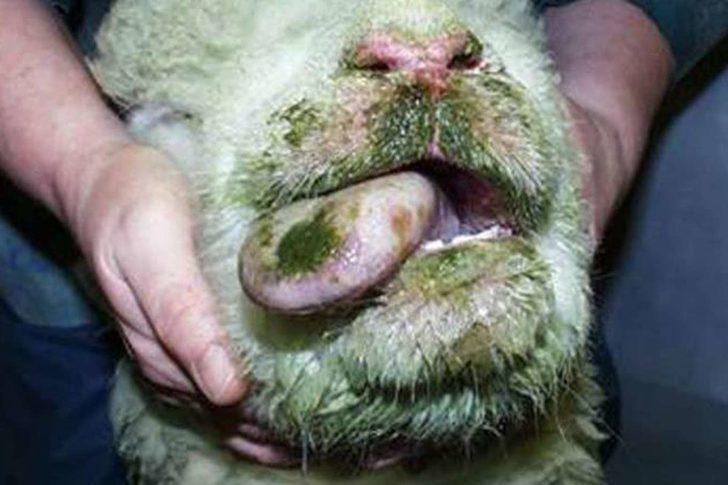 Mavi dil hastalığı nedir, bulaşıcı mı? Mavi dil hastalığı belirtileri nelerdir? Ölümcül mü? G2