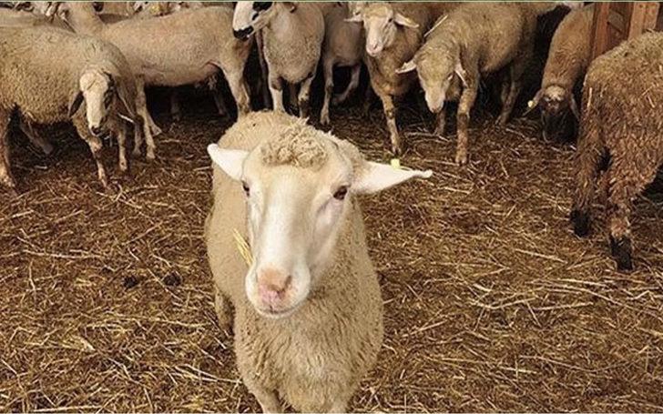 Mavi dil hastalığı nedir, bulaşıcı mı? Mavi dil hastalığı belirtileri nelerdir? Ölümcül mü? G3