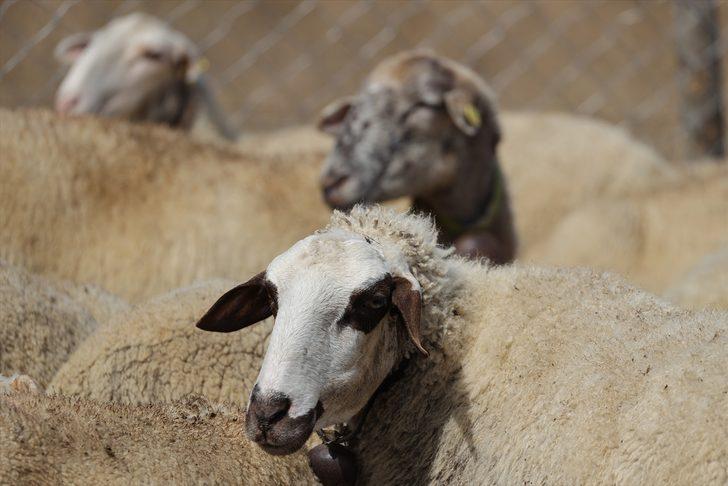 Mavi dil hastalığı nedir, bulaşıcı mı? Mavi dil hastalığı belirtileri nelerdir? Ölümcül mü? G4