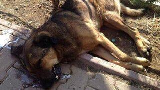 Kampüste köpek itlafı iddiası