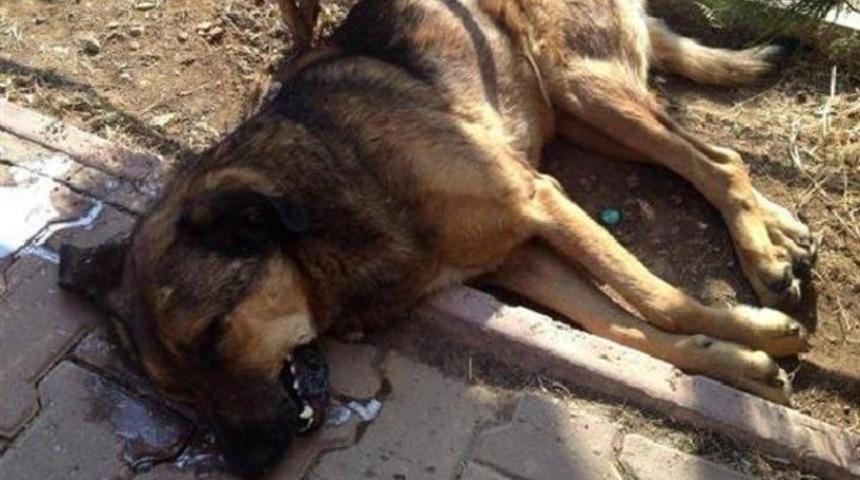 Kampüste köpek itlafı iddiası