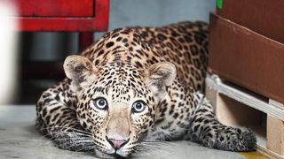 Mercedes-Benz fabrikasında büyük panik! İçeri girince üretimi durdurmak zorunda kaldılar