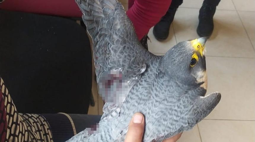 Dünyanın en hızlı uçan kuşu, Hatay’da yaralı halde bulundu