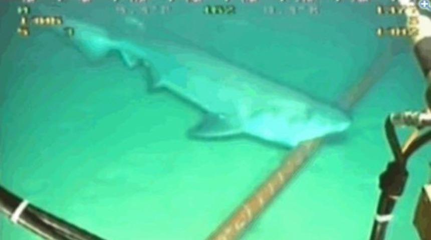 Köpek balıkları Google'ın kablolarını kemirmeye başladı