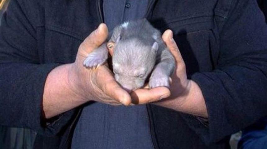 3 g&uuml;nl&uuml;k yavru ayı bulundu