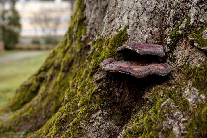 Sağlıklı ağaç için "yılda bir tomografi" tavsiyesi G1