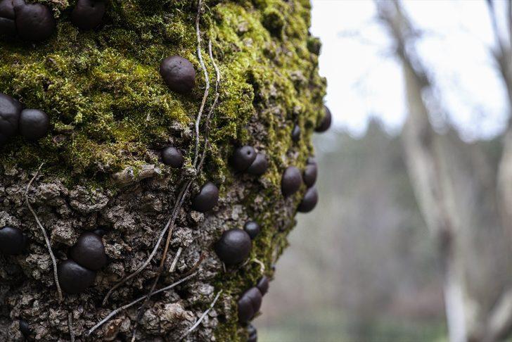 Sağlıklı ağaç için "yılda bir tomografi" tavsiyesi G2
