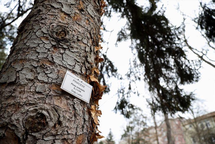 Sağlıklı ağaç için "yılda bir tomografi" tavsiyesi G3