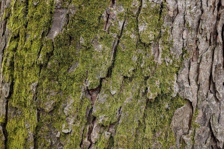 Sağlıklı ağaç için "yılda bir tomografi" tavsiyesi G4