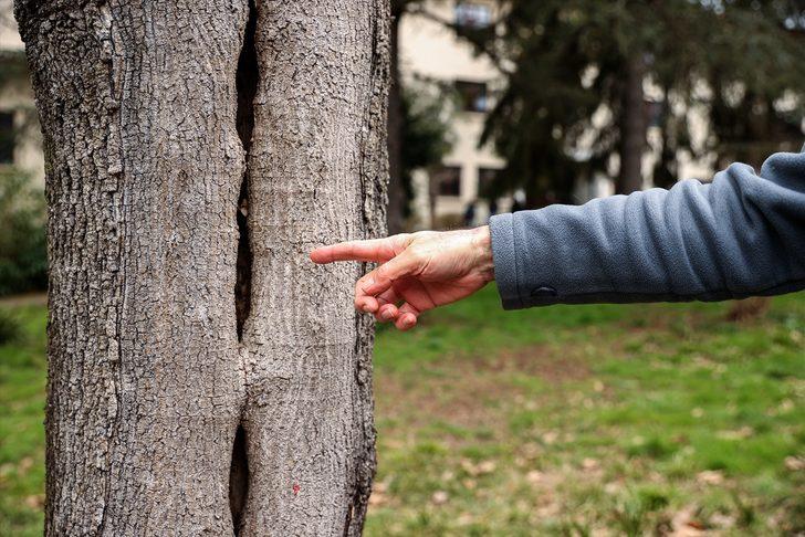 Sağlıklı ağaç için "yılda bir tomografi" tavsiyesi G5