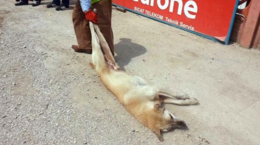 S&uuml;r&uuml;kleyerek kısırlaştırmaya g&ouml;t&uuml;rd&uuml;ler