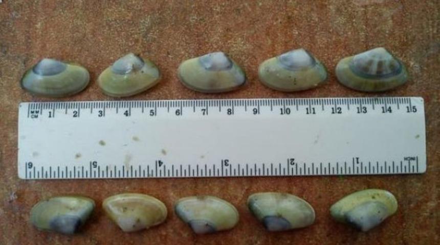 Ege'de 5 santimlik Akivades i&ccedil;in ortak m&uuml;cadele