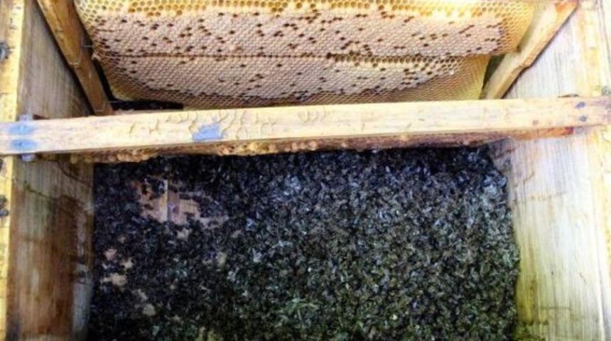 13 kovandaki arıların tümü telef oldu