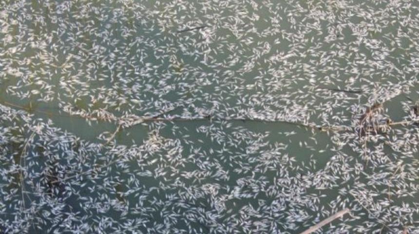 Binlerce ölü balık karaya vurdu