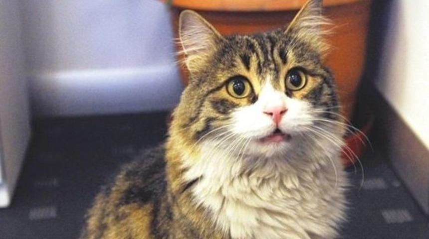 CHP'den se&ccedil;im i&ccedil;in kedi genelgesi: Şero g&ouml;revlidir