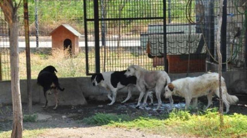 Tecav&uuml;z iddiası k&ouml;pek toplattırdı