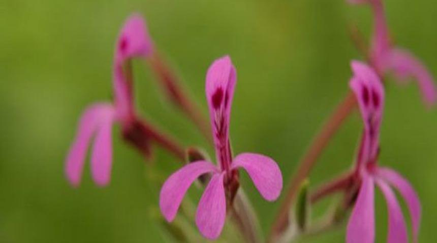 Soğuk algınlığına Afrika sardunyası